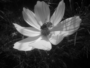 Tóny černé a bílé - Z květiny na fotku