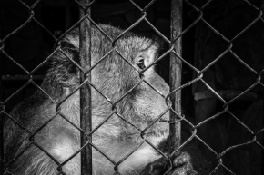 Svět zvířat - V zajatí