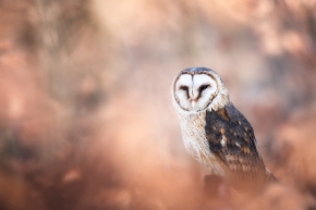 Svět zvířat - Fotograf roku - Top 20 - VI.kolo - Owl
