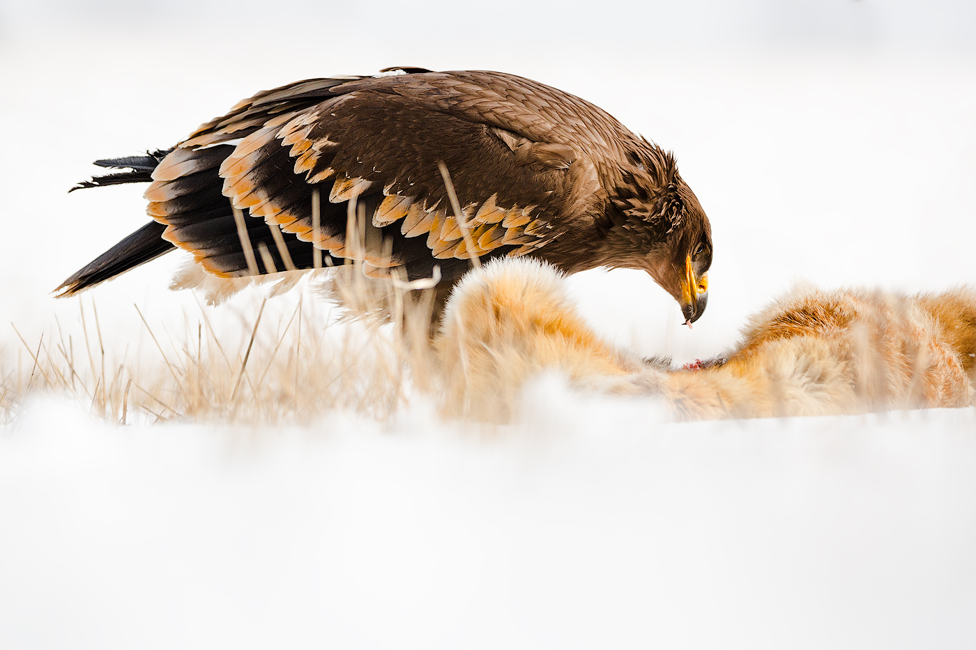 Eagle with his prey