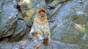 Tereza Čermáková - Opičí relax v zoo