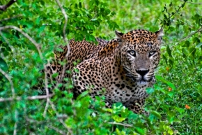 Svět zvířat - Leopard
