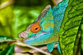 Svět zvířat - chameleon