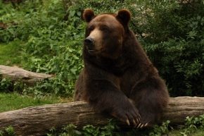 Roman Milotínský - Medvěd hnědý