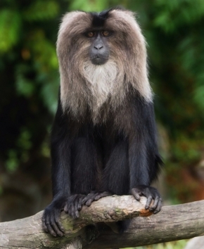 Svět zvířat - pohled makaka 