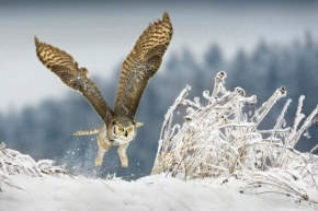 Svět zvířat - Fotograf roku - Kreativita - VI.kolo - zimní letovka