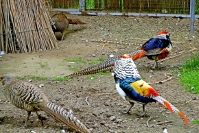 Svět zvířat - Farební vtáci