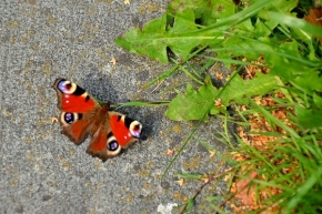 Svět zvířat - Motýl na ceste