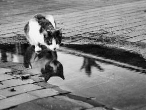 Tóny černé a bílé - Turecká kočka 