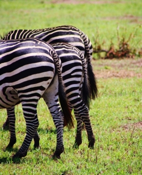 Svět zvířat - Zebry zezadu