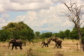 Svět zvířat - Běžící sloni