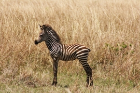 Svět zvířat - Malá zebra