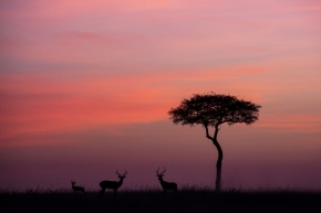 Svět zvířat - Fotograf roku - Kreativita - VI.kolo - Východ slunce v Masai Mara, Kenya