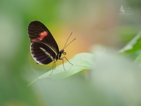 Hodně zblízka - Motýlí krása