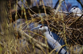 Fotograf roku v přírodě 2018 - Ochránce hnízda