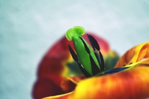 Hodně zblízka - Uvnitř tulipánu