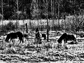 Tóny černé a bílé - Divocí koně v ohradě
