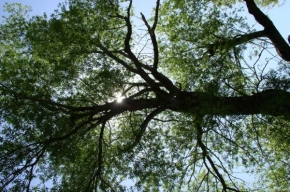 V přírodě - Strom Života