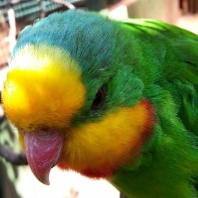 Hodně zblízka - Papoušek