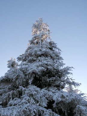 A zima je krásná - Strom na Ještědu