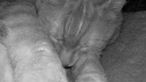 Kačka Marečková - spící kočka