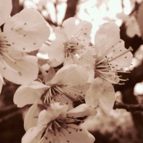 Kačka Marečková - květy 
