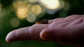 Kateřina Zelenková - žabka na dlani