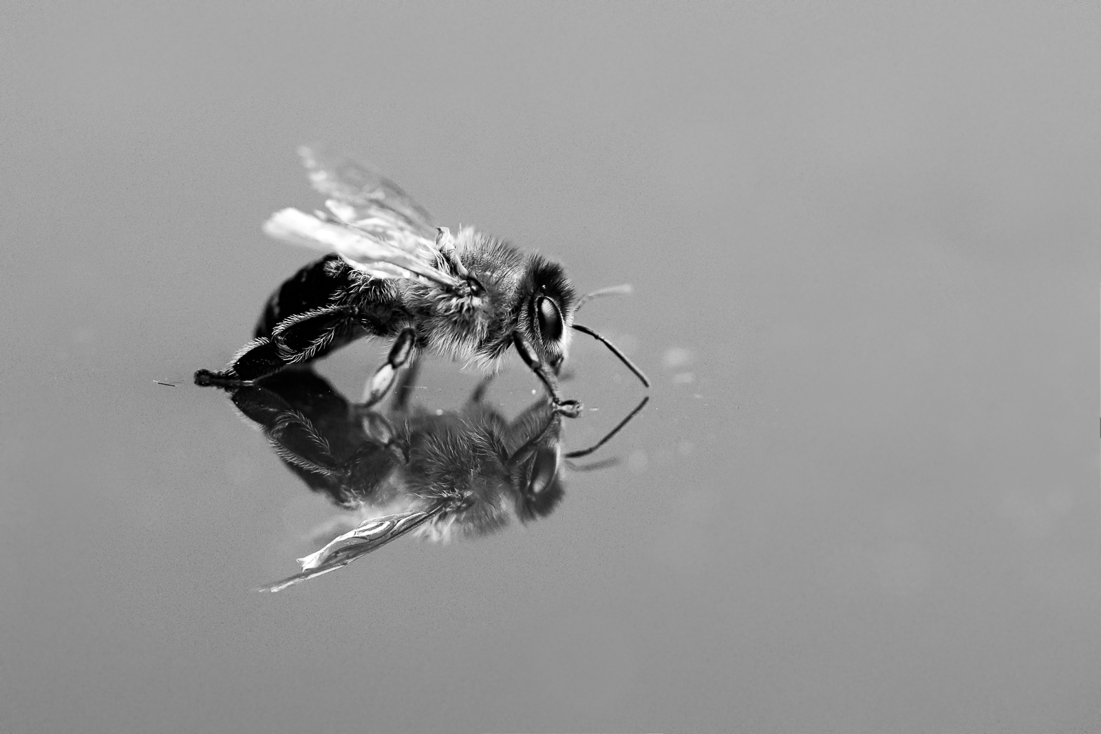 Bee reflection