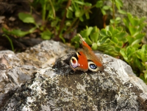 V přírodě - motýl při odpočinku