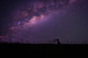 Kouzla noci - Fotograf roku - Junior - XI.kolo - Psí pozorování hvězd