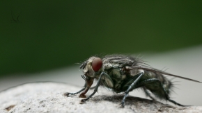 V přírodě - moucha