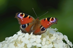 Fotograf roku v přírodě 2018 - Křídla motýlí