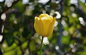 hana pislova -  Tulipán v podvečer