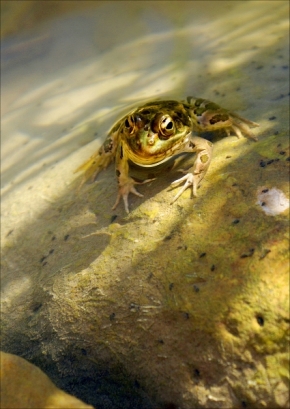 Fotograf roku v přírodě 2018 - žabka na kameni