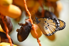 Fotograf roku v přírodě 2018 - Monarcha II.