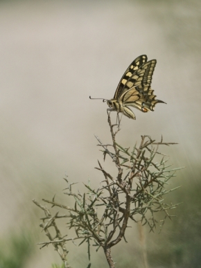 Fotograf roku v přírodě 2018 - Papilio machaon