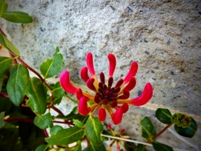 V přírodě - Rúže z Jericha