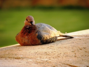 Mojí krajinou - egyptský holub