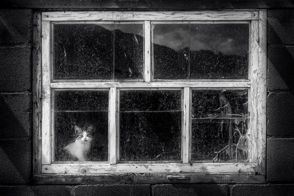 Kotě za oknem