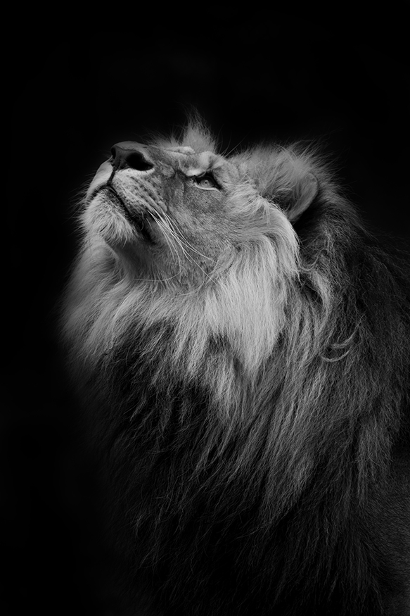 Král zvířat | Lev Lolek