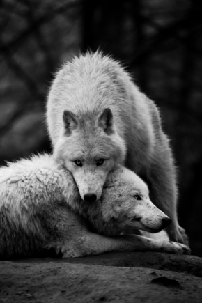 Němý pohled - Fotograf roku - Junior - VI.kolo - Mateřská láska | Vlk Arktický