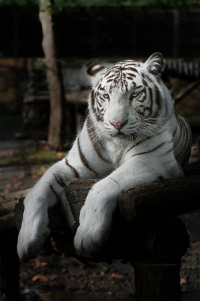 Němý pohled - Bílý tygr