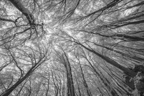 Černobílé snění - Fotograf roku - Kreativita - VIII.kolo - Stromy v nebi