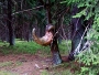 Dana Klimešová -v lese...