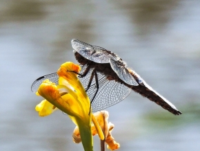 Němý pohled - Vážka na rybníčku