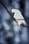 Ondřej Kači -Zmrzlý ptáček