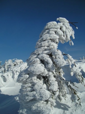 A zima je krásná - Stromeček ve sněhovém kožíšku...