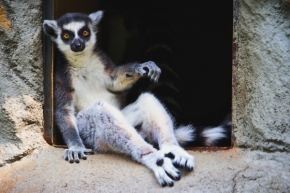 Němý pohled - Lemur