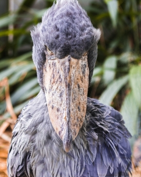 Němý pohled - Angry bird