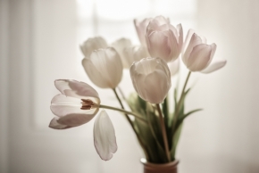 Okamžik zlomu - tulipány